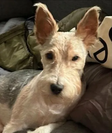 Floki, chien aux grandes oreilles dressées, allongé sur un canapé : la photo de départ de son ornement de Noël personnalisé
